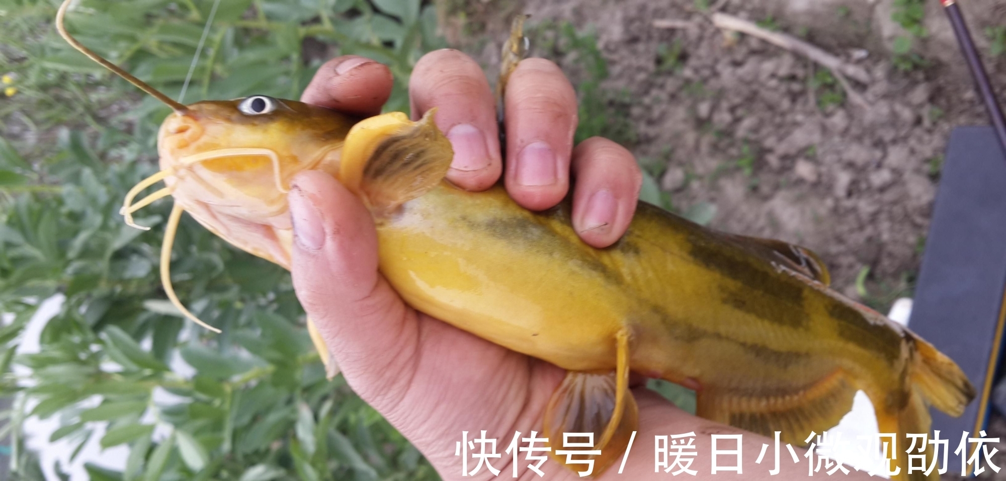 钓鱼|它比蚯蚓还好用,如果你想钓鱼比别人钓的多,请花1分钟耐心看完