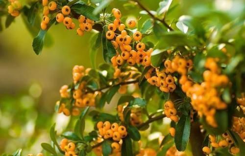 肥肉|甘油三酯总是降不下来？医生劝告：少吃4种食物，血脂或能降了