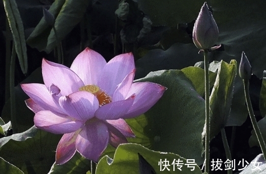 桃花|11月上旬，鸿运当头，4属相财星高照，家庭美满，财富越来越多