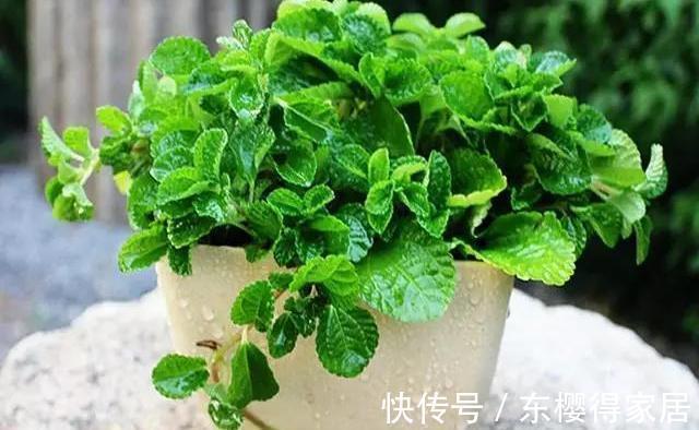 驱蚊草|家里的这些角落里，适合摆放哪些植物？建议收藏！