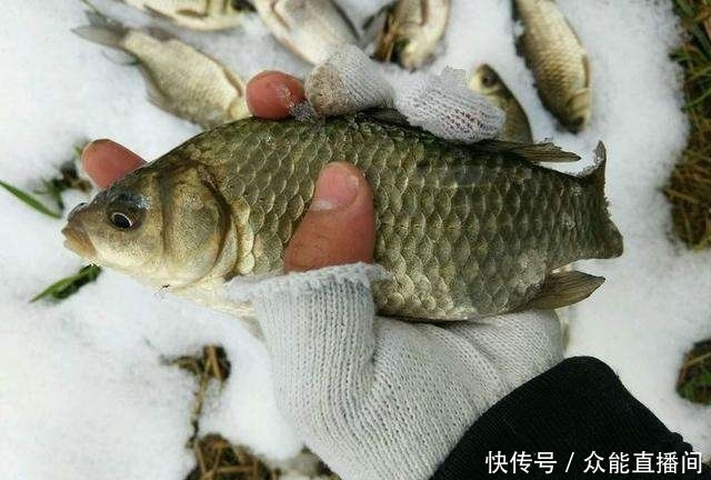 选择|雪天深水钓鲫鱼,到底多深才合适?雪天没钓到鱼的来围观下