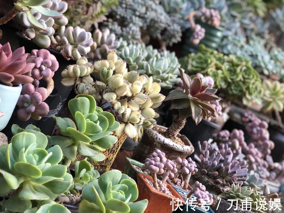 养多肉5年，告诉你4种“多肉”值得养，秋天晒一晒，10天变彩色