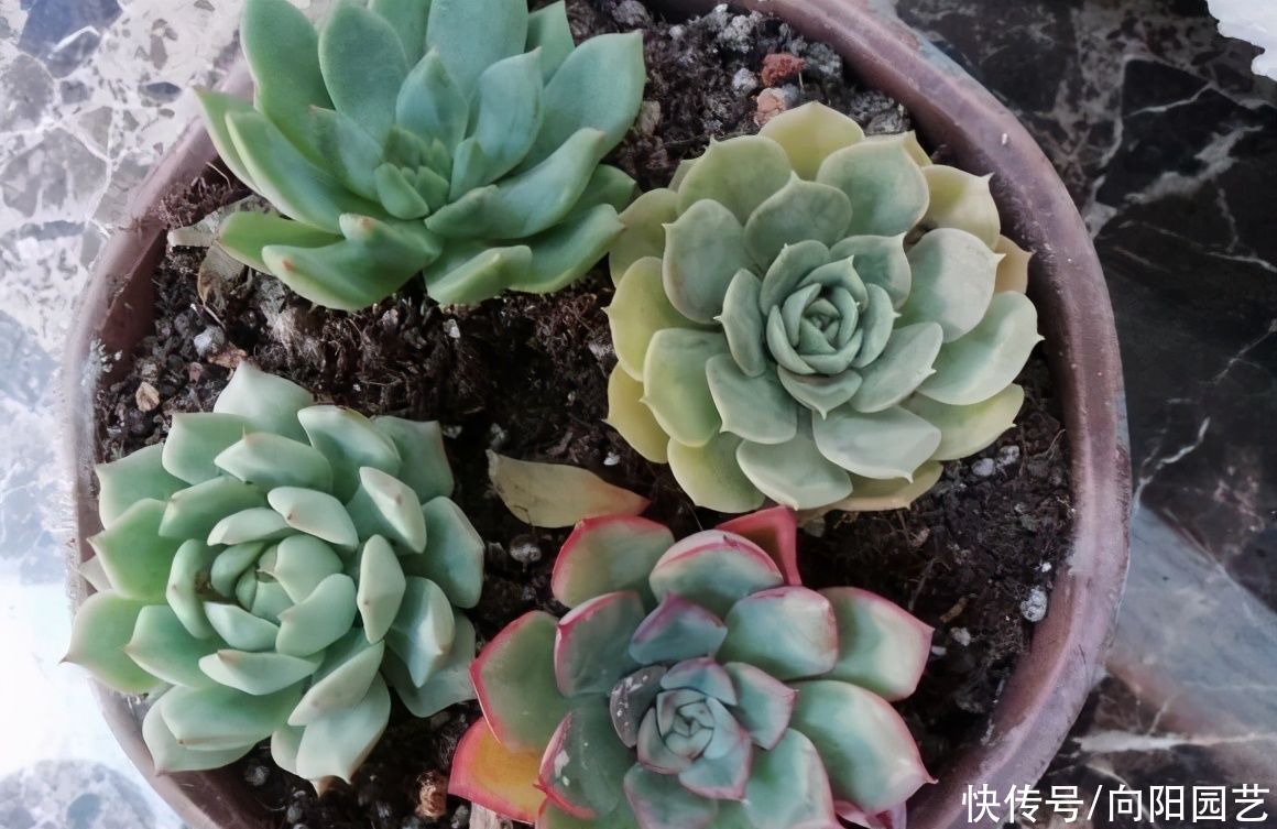  根系|冬季养多肉，想让肉肉更饱满，用“小盆”养，棵棵肥胖可爱