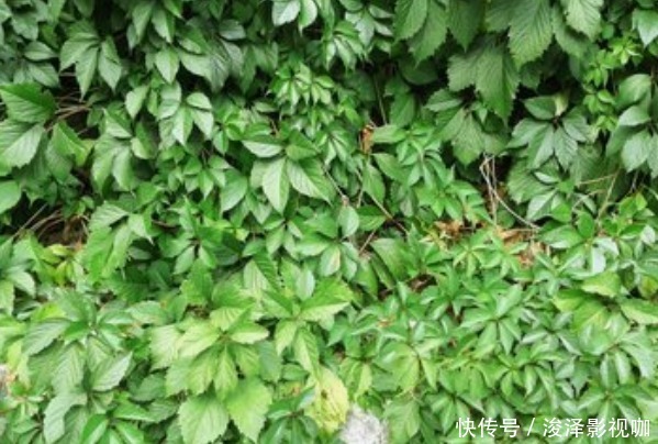 80岁老奶奶每天用一份艾草,4大好处让人惊喜,早知早受益