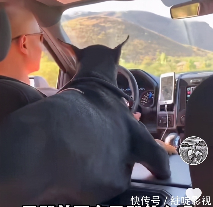 主持人乐嘉近况真惬意!养2万元进口宠物狗,开百万豪车兜风