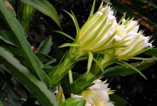 止咳|中医提醒:咳嗽老不好,路边霸气的花摘回家泡水喝,止咳有奇效