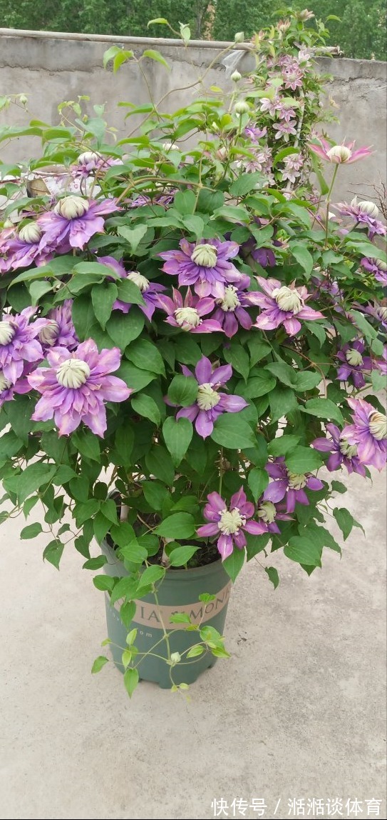 6种“硬气花”,冬天赶紧“扔出去”,冻一冻才壮,开花更劲爆