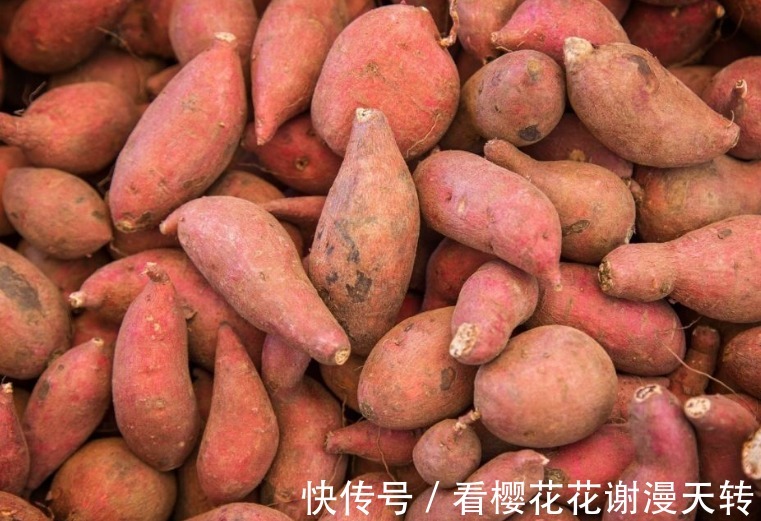 红薯不会保存教你几个技巧，放一年不成问题，越放越好吃！