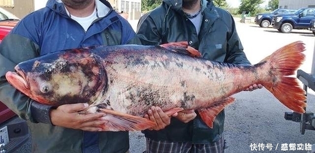 顿口|公开秘籍!“鲢鳙九阴真经”送给爱钓鲢鳙的你!