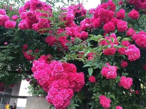 观赏价值极高、超级耐寒的花树，花开3季，满园飘香，打造花海！