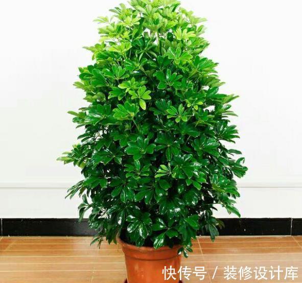 发财|新手养发财树,随时随地都在浇水,难怪叶片发黄还烂根