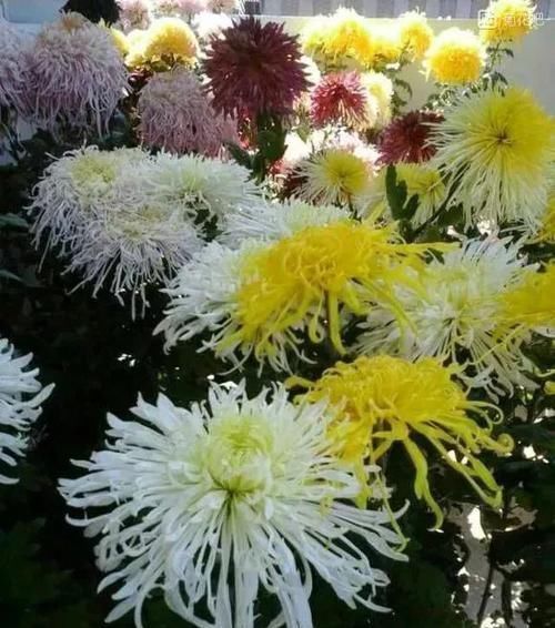 芍药|古人最喜欢的8种“吉祥花”,养一盆日子越过越舒心