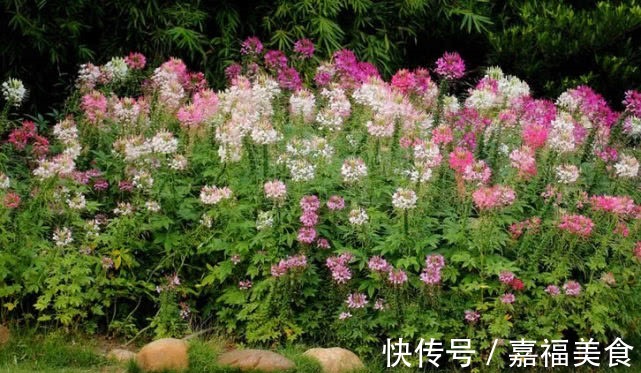 这“花”有意思,白天紧闭黄昏开,花如蝴蝶,入夏就开100多天