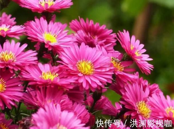 典雅|喜欢菊花，不如养盆优良名菊“荷兰菊”，高庄典雅，艳丽多姿！
