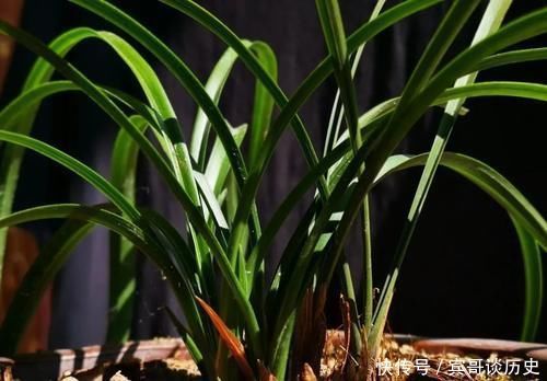 腐苗|兰花什么时候必须换盆？这3种情况，只有换盆才能成活