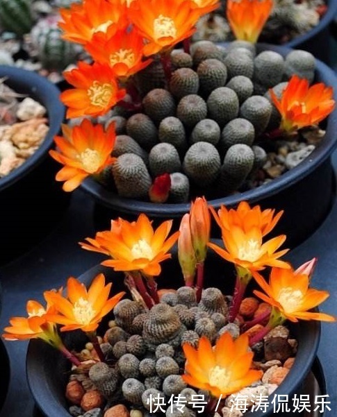 阳台上|60岁的他,退休只养仙人球,10个品种,开花比月季还漂亮