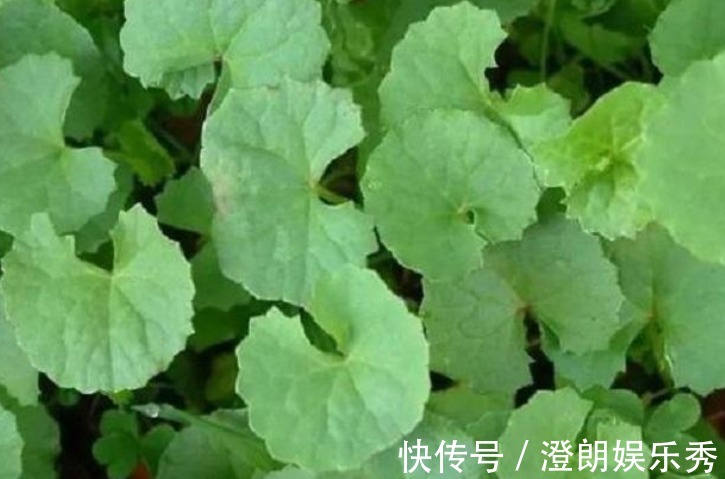 滋补|农村此药草号称解毒王,被很多人当是野草,男女老少滋补养身