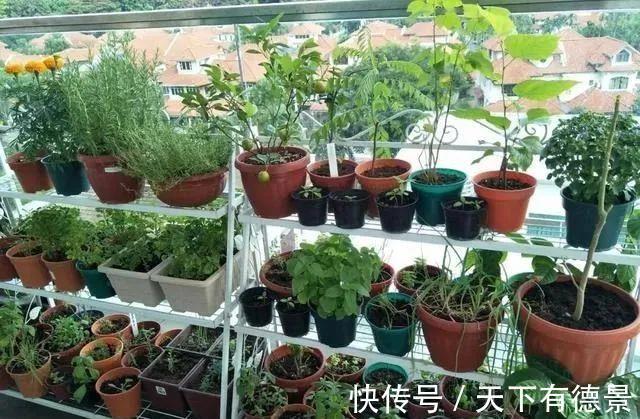 植株|从买花到养花，该如何实践落实“养花先养根”的俗语？