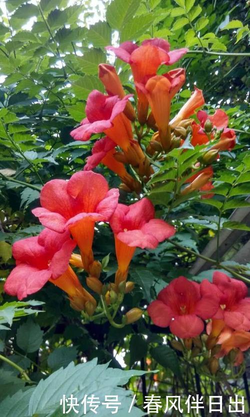 庭院搭花架,这“花卉三宝”你用过吗,很实用