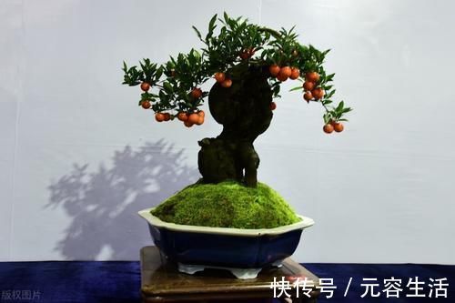 松柏类|制作盆景时,很少的盆土能满足树木的生长吗?盆土越少,盆景的养护难度越大