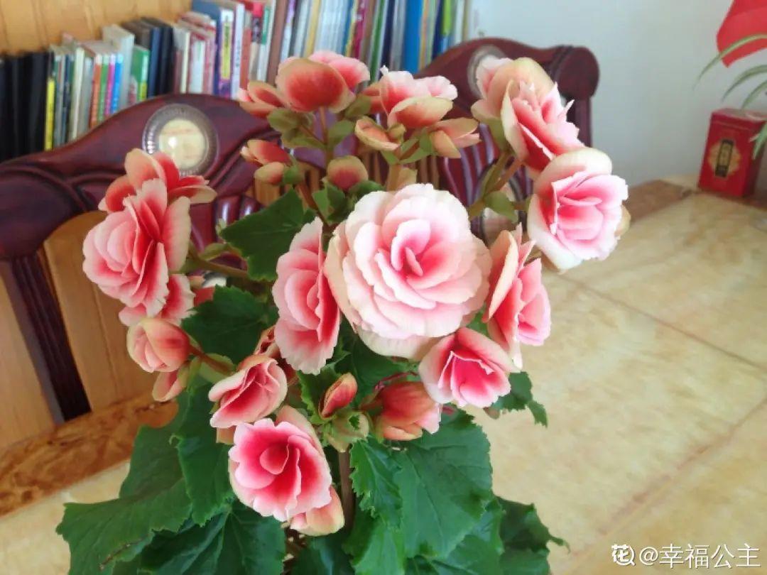 蓝目菊|蓝雪花妥妥的开花机器,花量大、花期长,让人不得不爱