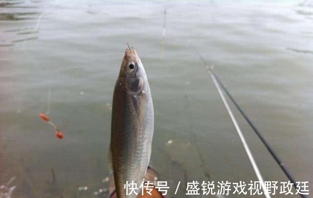 子线|钓鱼中鱼率低?与事俱进懂不!不看看你还想继续空军吗?