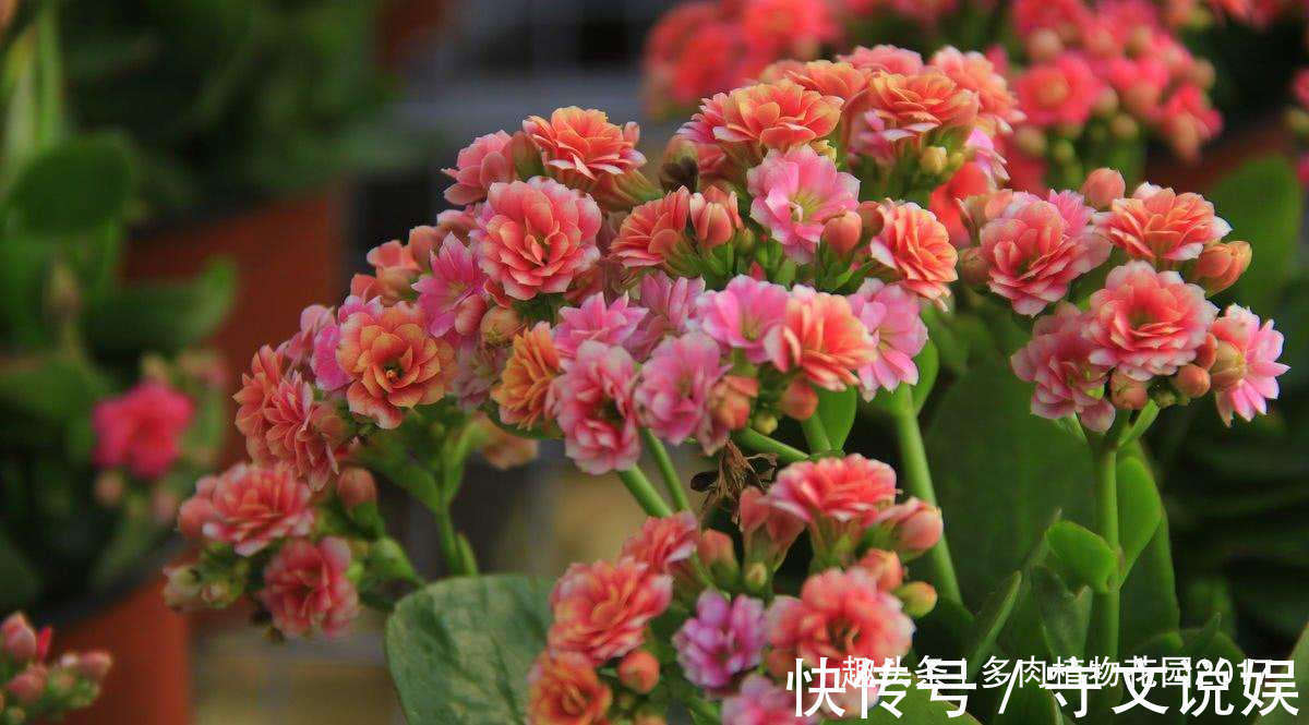 长寿花没有精神,可能问题出在这四点,做好花多叶绿