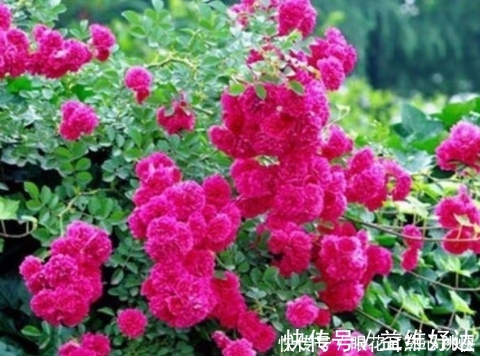 阳台上|4种花一养就养爆,开花不断,花朵多又艳,直接变成小花园