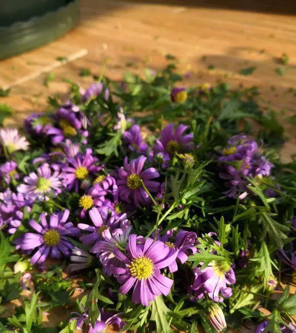 花开败后,手痒剃了个头,剃完就开花,一直剪一直开!