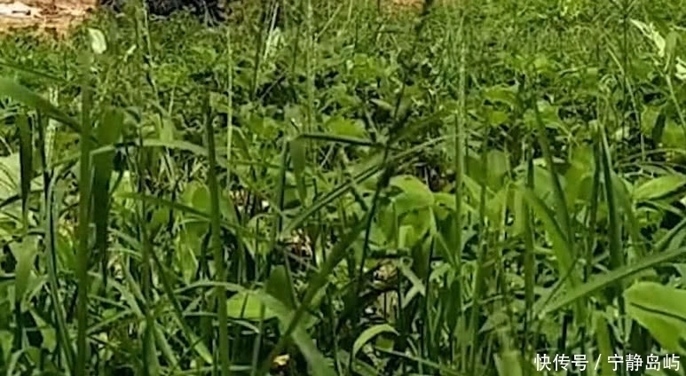 野草|乡下这野草,农民只当草,却不知是“天然雄激素”外面一斤40元