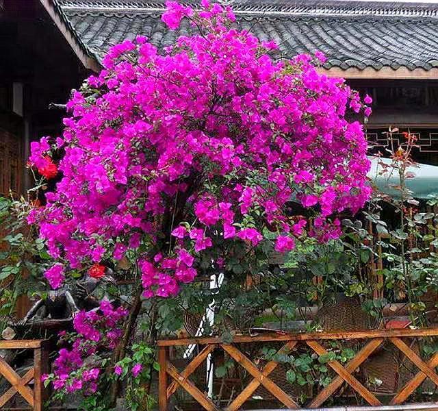 想让三角梅疯狂的开花，要切记一点，不然施肥、控水也不行