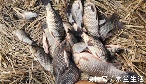 实战|初冬钓鲫鱼,不是钓得越远越好,实战告诉你,使用短竿也能连竿!