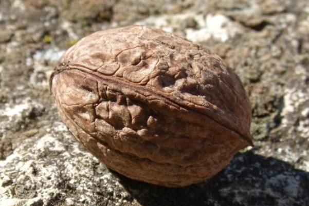 浓茶|常吃核桃好处多多,但要牢记4大禁忌,吃错了还影响健康