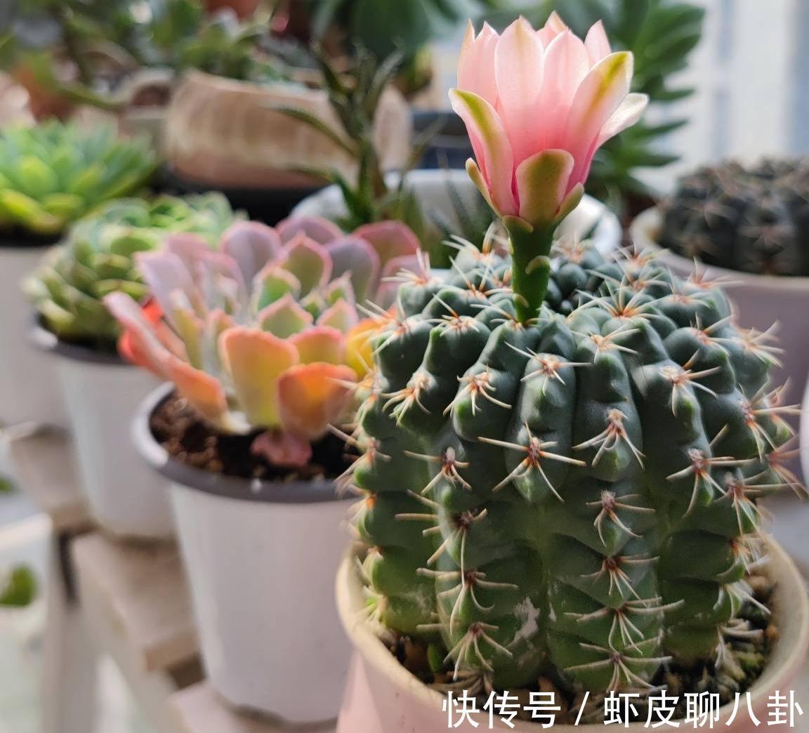 养仙人球就养一棵“绯花玉”,花瓣大、很美很好养、不止开一茬