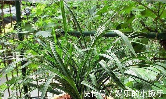 家里养2种花，用羊粪最合适，肥效温和持久，关键不伤根