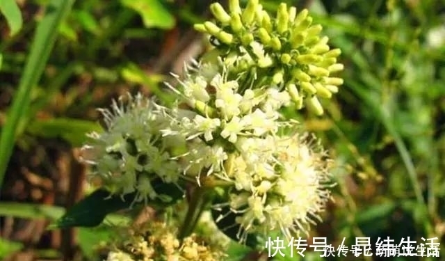 农村这植物叫“牛白藤”，有好用，遇见记得采摘一些