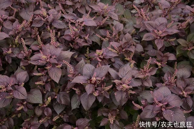 紫苏叶子|紫苏:在农村没人当回事,在食谱中却大有价值,还是天然防腐剂