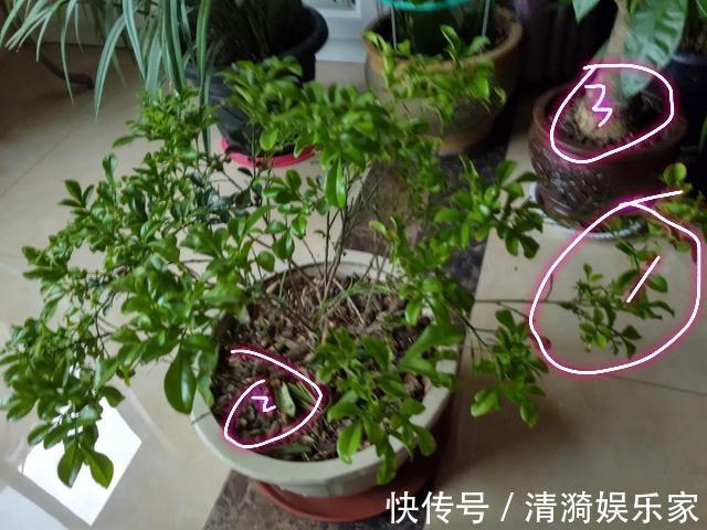 米兰花只有嫩叶,老叶全掉了是怎么回事只怪你过于勤快