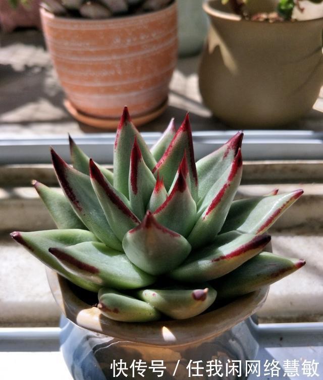 养了三年,多肉终于给点颜色瞧瞧了