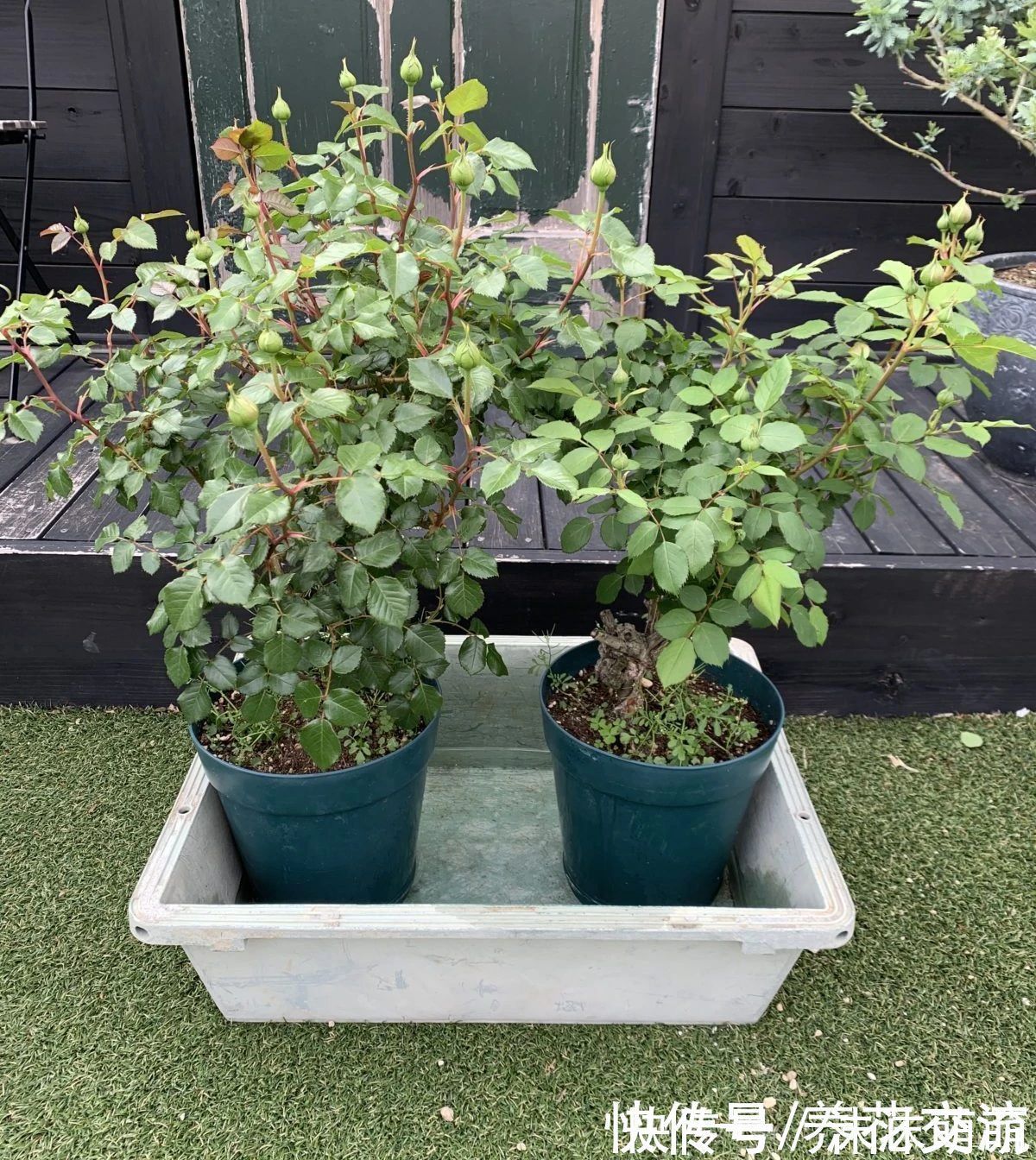 盆栽|养花不会浇水,家里再多花也会被糟蹋,新手盆栽浇水指南