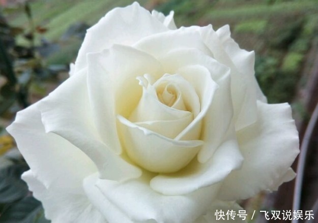 花卉|新手养护花卉,就养花姿优美,多彩多姿的花卉,养着放心有舒心!