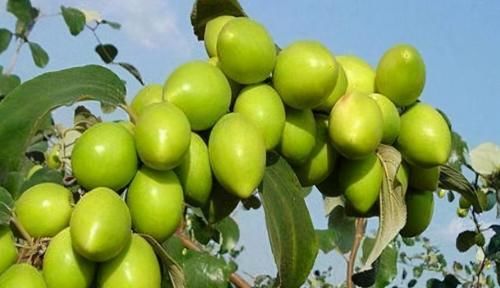 人到中年|人到中年推薦3種食物，調理腸胃，緩解疲勞，增強抵抗力