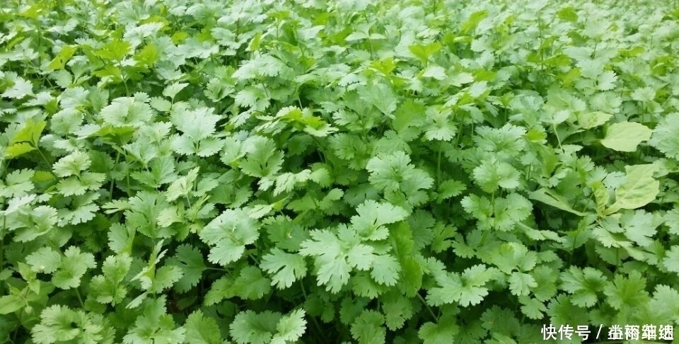 牡丹皮|香菜不能与此物一起食用，却有很多人还不清楚，看完告诉身边人