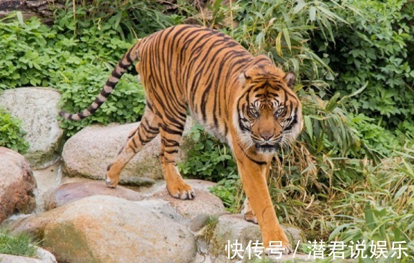 横财|十虎九不全揭秘74年生肖虎的毕生寿命，过了46岁后什么命
