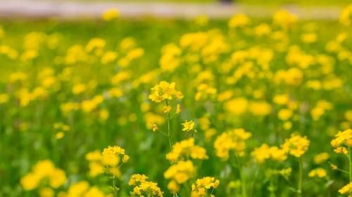 济南“小婺源”等你来！这些油菜花海，人少原生态，此时正美！