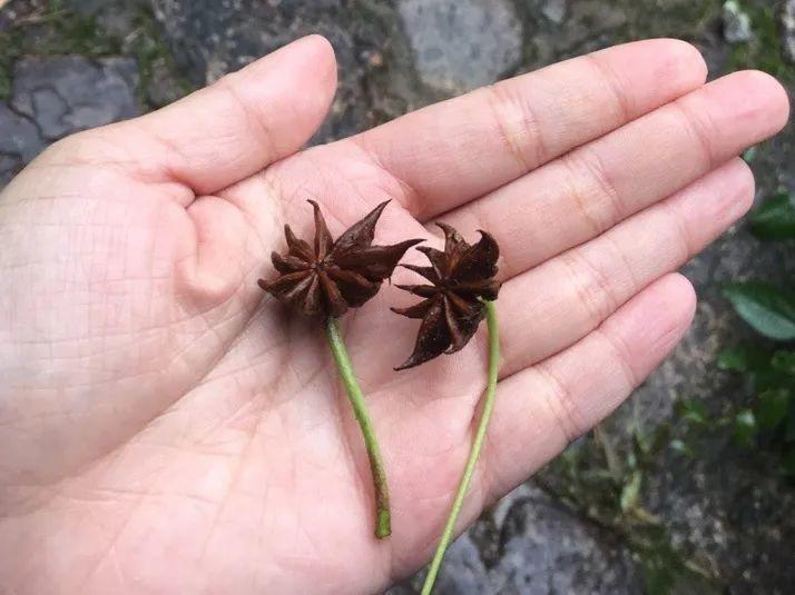 海芋|20种有毒花，出门别乱摘，有小孩的特别注意