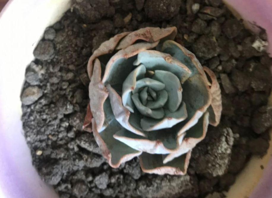 新人居家盆栽多肉,叶子总干巴巴、没精神,该怎么办?