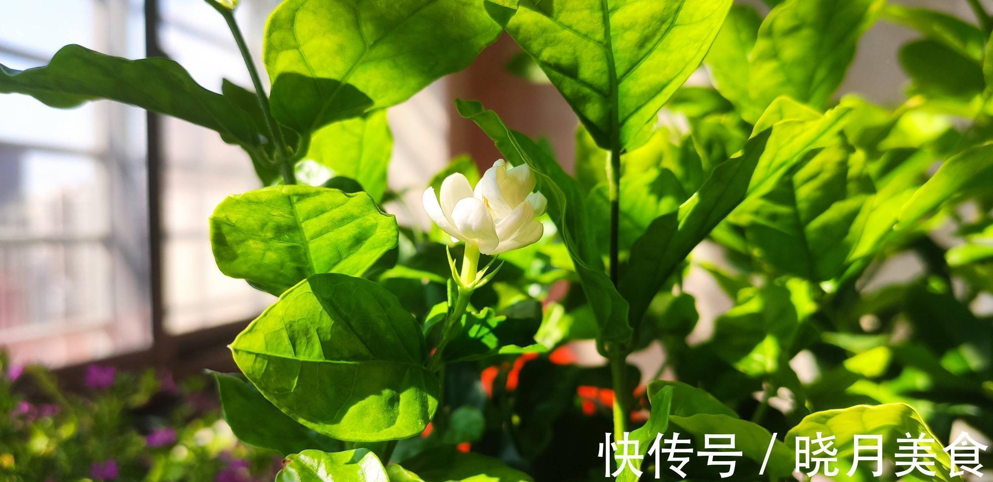 怎样让茉莉开花多?3个细节记住,花量增大、花香型美、灿烂盛开