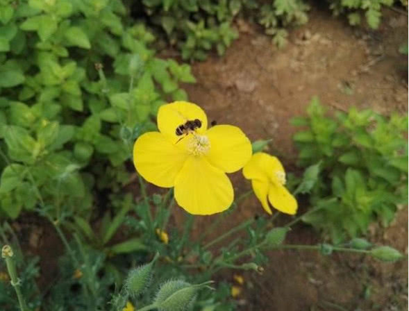 野草|牙疼不是病，疼起来要命，这种野草对牙痛有奇效，农民却除掉