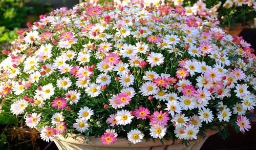 用盆栽苗培育的玛格丽特，叶子长得像茼蒿，如何安全度夏？